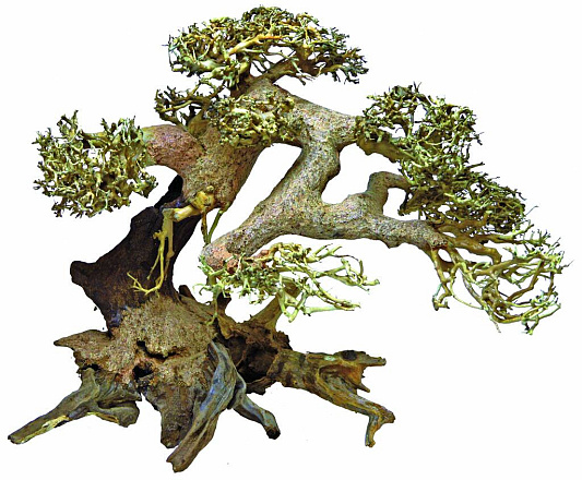 SuperFish Bonsai Driftwood aquariumdecoratie L